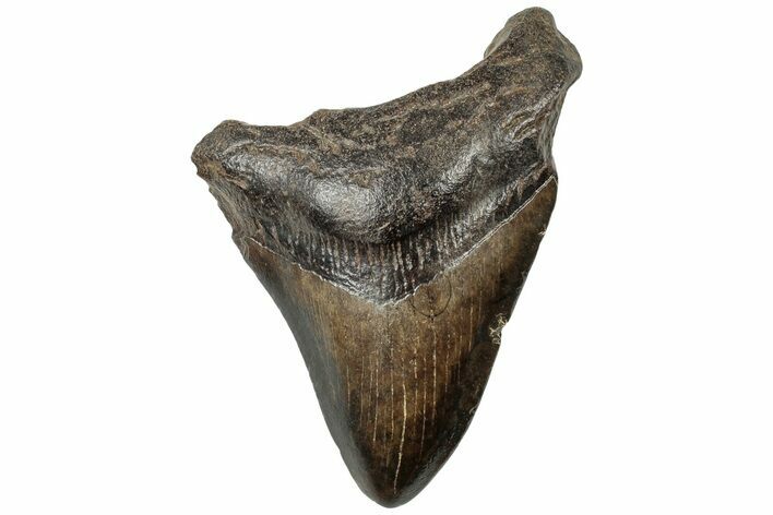 Fossil Megalodon Tooth - South Carolina #310057